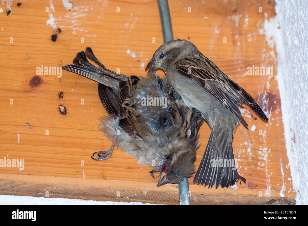house sparrow (Passer domesticus), dead female, catched in an arrester, another female wants to free it, Germany, Bavaria, Niederbayern, Lower Bavaria Stock Photo