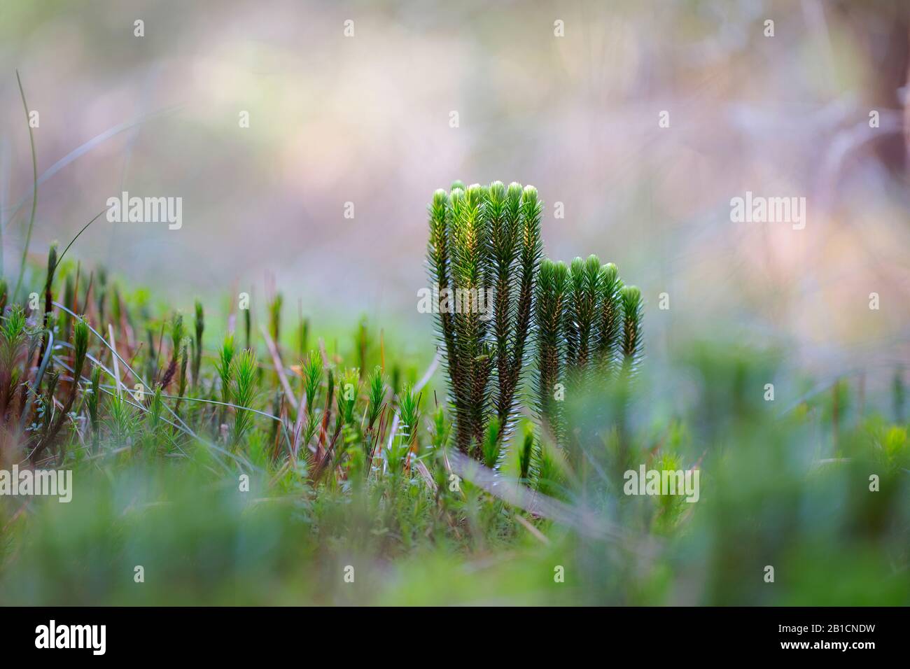 fir clubmoss, mountain clubmoss, fir-clubmoss (Huperzia selago, Lycopodium selago), in a forest, Netherlands, Drenthe Stock Photo