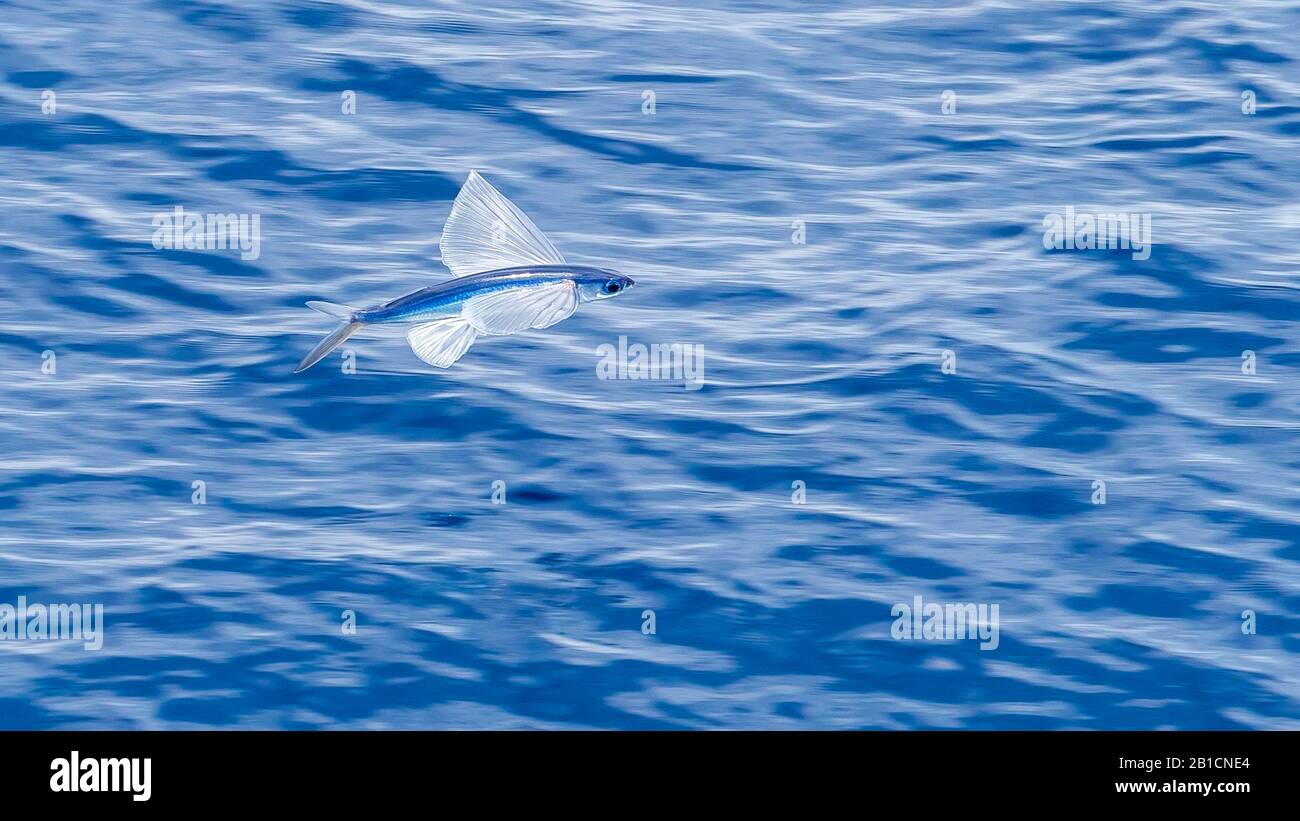 Atlantic flyingfish (Cypselurus melanurus, Cheilopogon melanurus), flying to escape, Azores Stock Photo