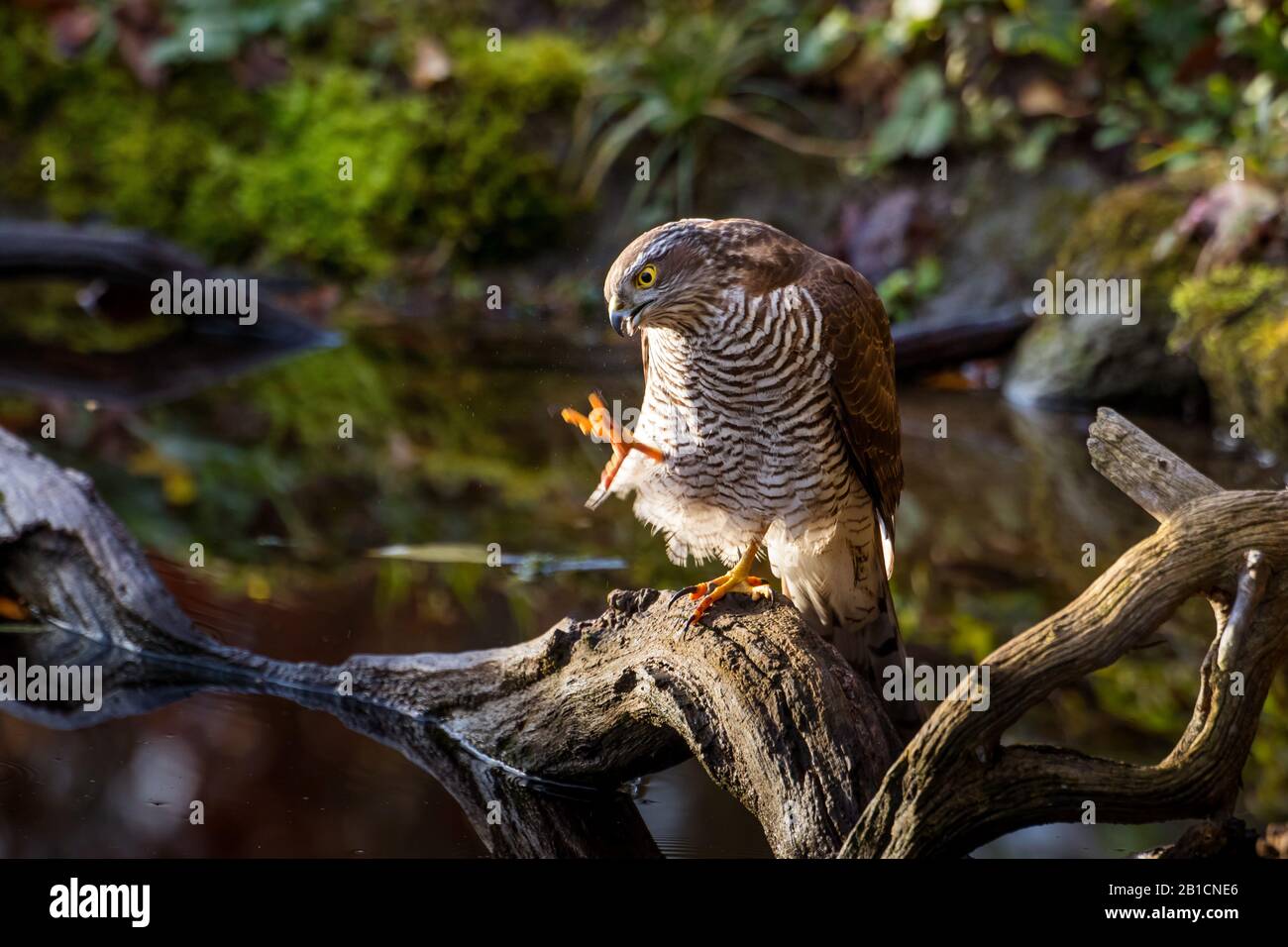 northern sparrow hawk (Accipiter nisus), perching on a branch in a forest pond and preening, Switzerland, Sankt Gallen Stock Photo