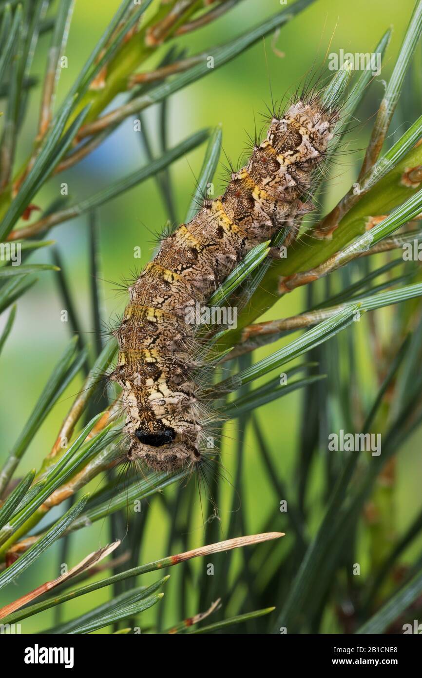 black arches (Lymantria monacha), caterpillar feeds on pine, Germany Stock Photo