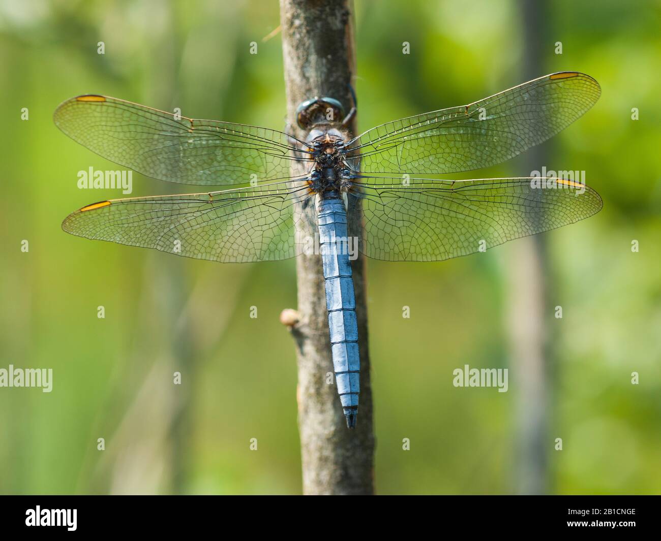 keeled skimmer (Orthetrum coerulescens), male, Netherlands, Limburg, Brunssummerheide Stock Photo