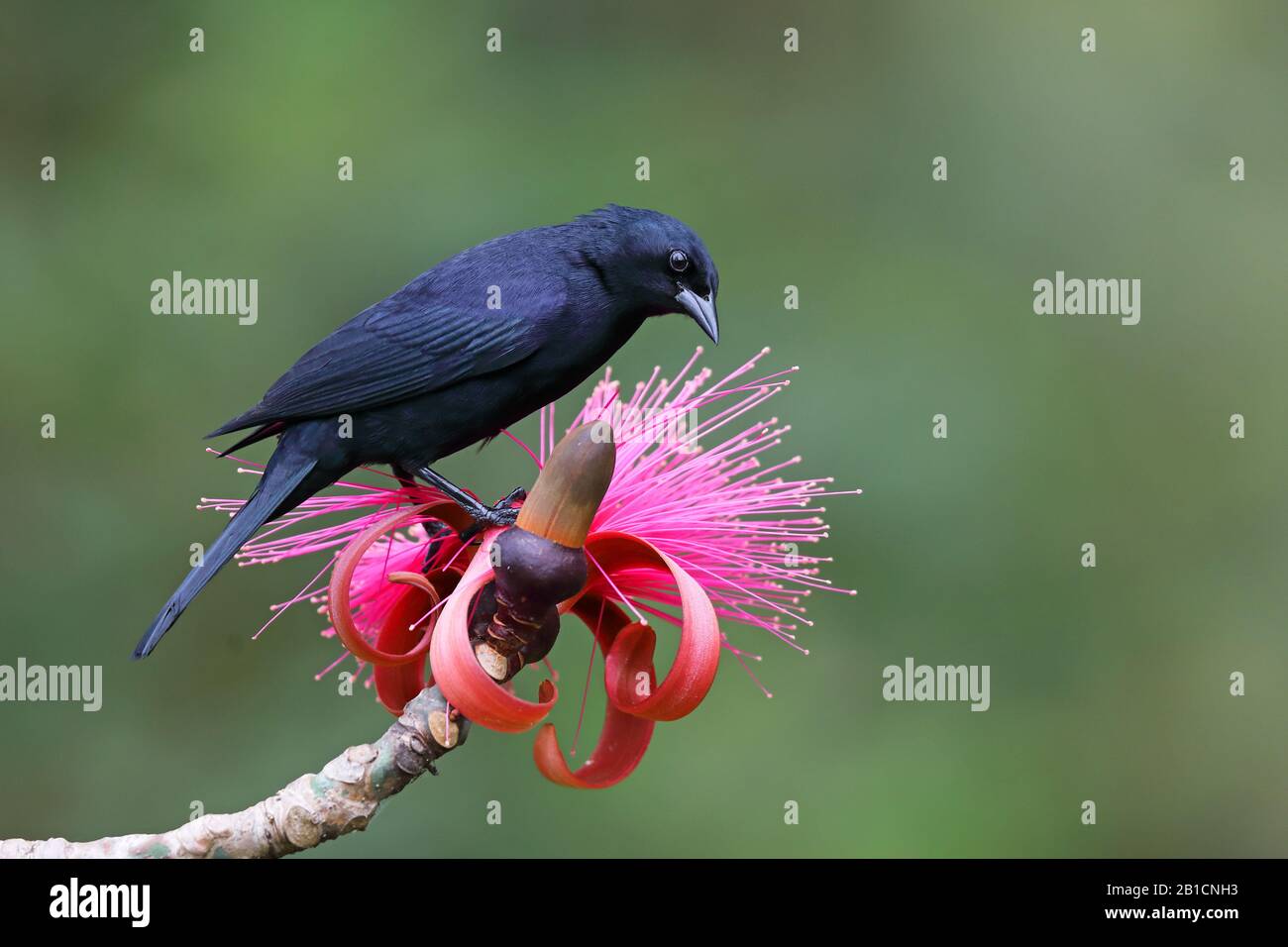 cuban blackbird (Dives atroviolacea), sits on a flower of Pseudobombax ellipticum, Cuba, Topes de Caollantes Stock Photo