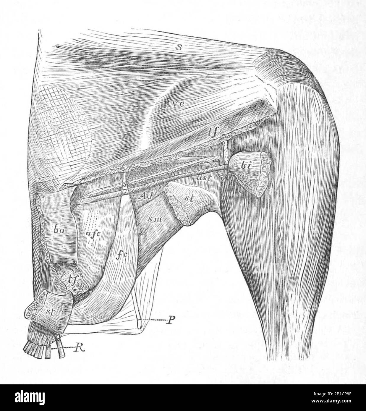 Gallus gallus thigh 1881 Stock Photo Alamy