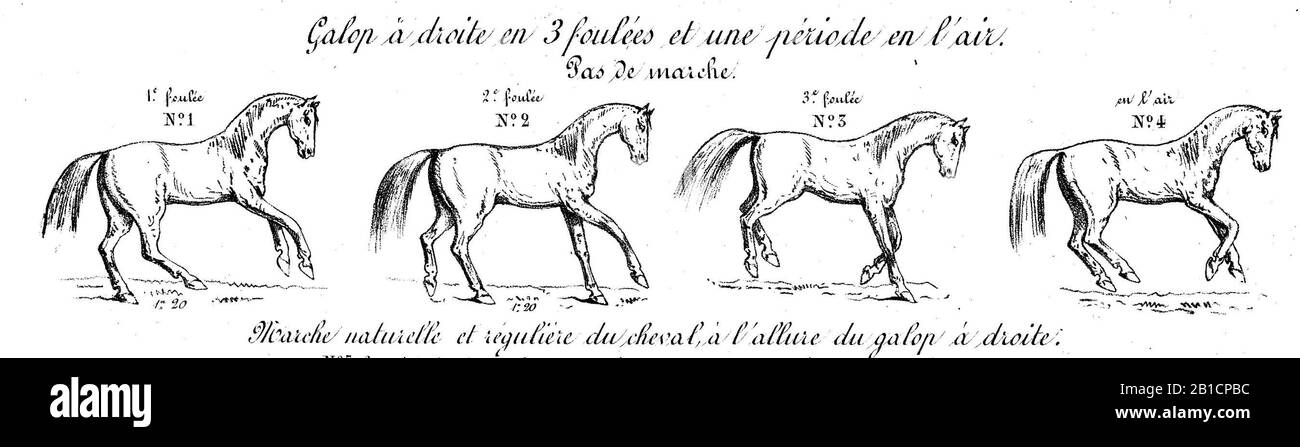 Galop Cut Out Stock Images Pictures Alamy