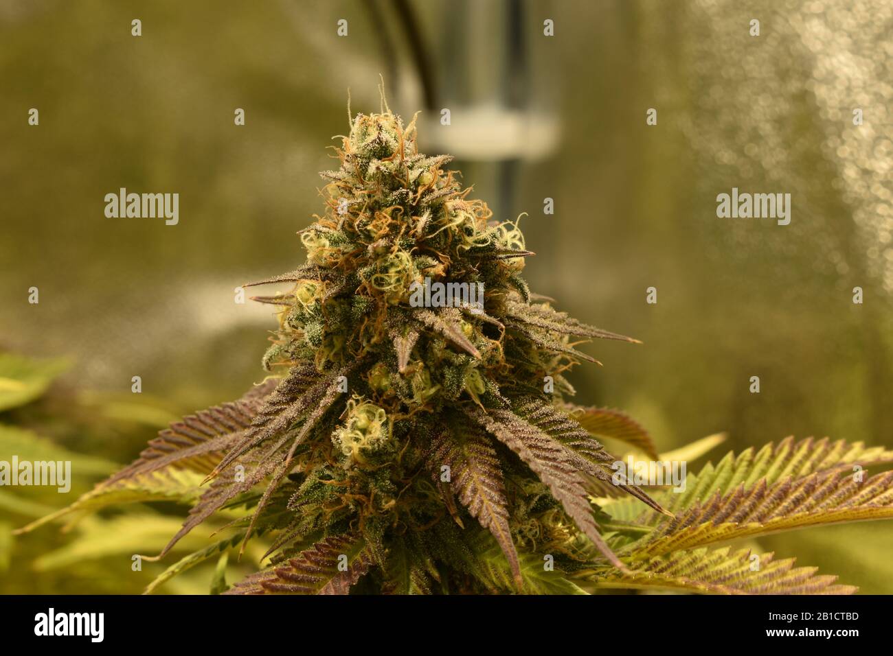 Flowering Medical Marijuana Stock Photo