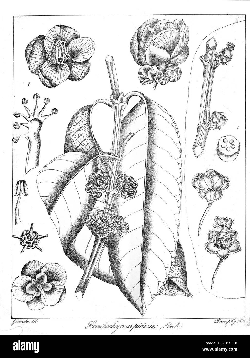 Garcinia xanthochymus Govindoo. Stock Photo