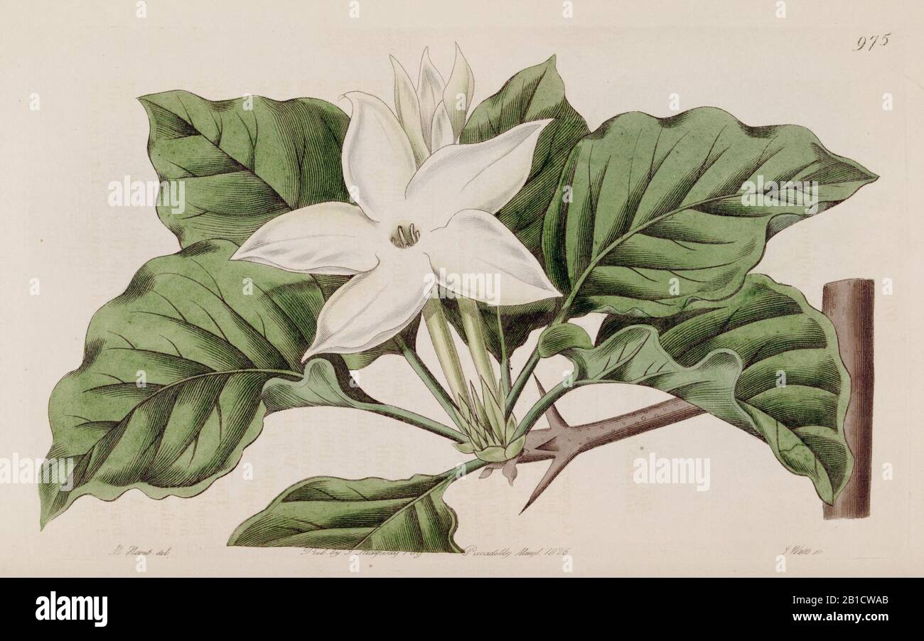 Gardenia propinqua Bot. Reg. 12. 975. 1826. Stock Photo