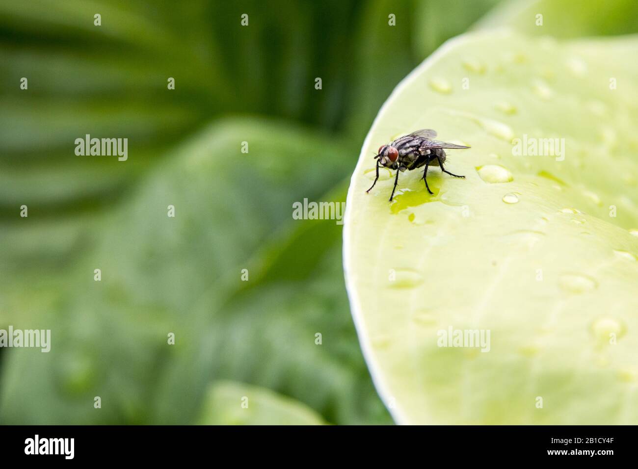 sarcophaga carnaria, also called the common flesh fly, or the european fly, laying alone on a green leaf, on a macro shot, while some drops of water f Stock Photo