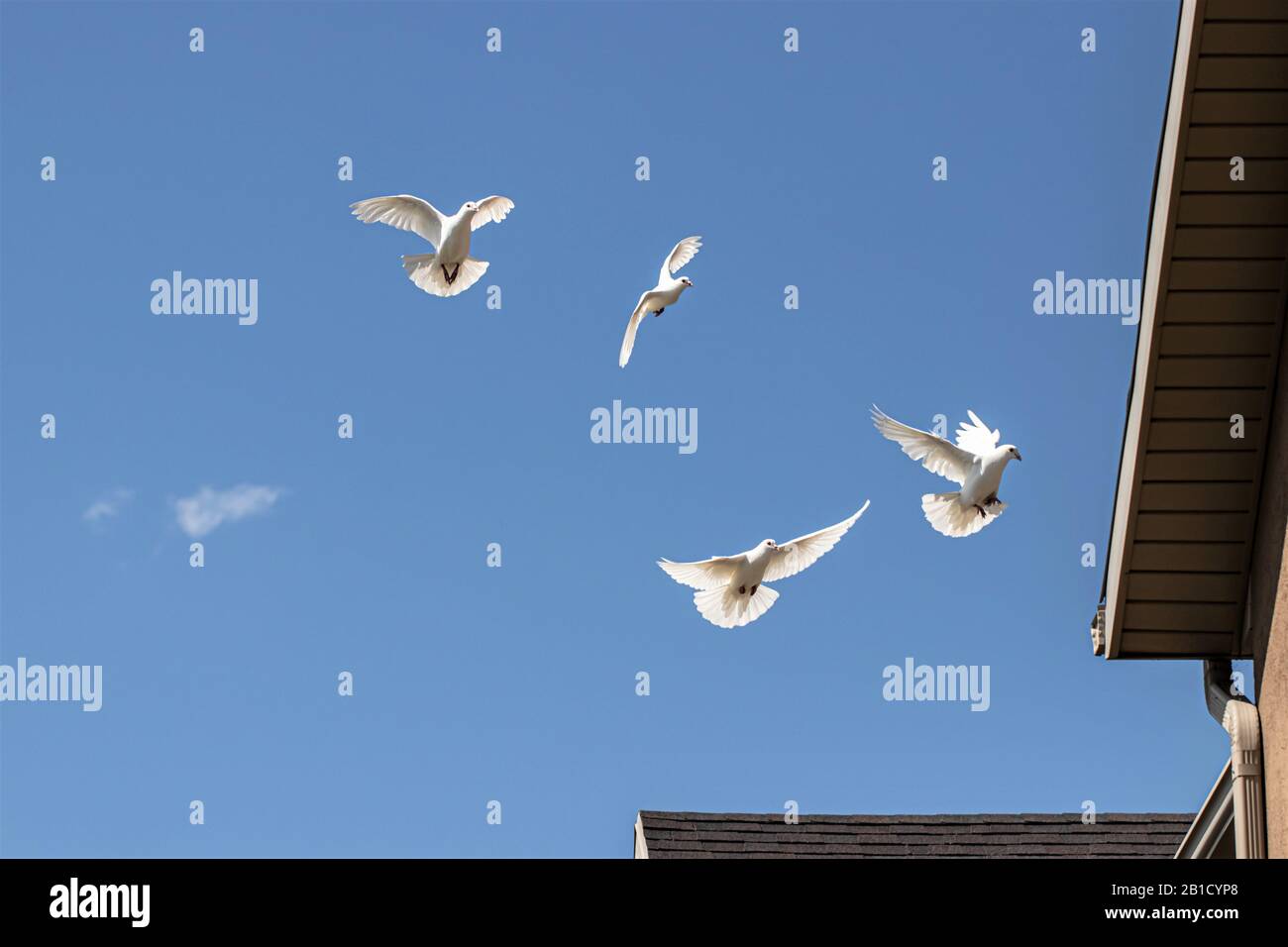 White dove flying blue sky hires stock photography and images Alamy