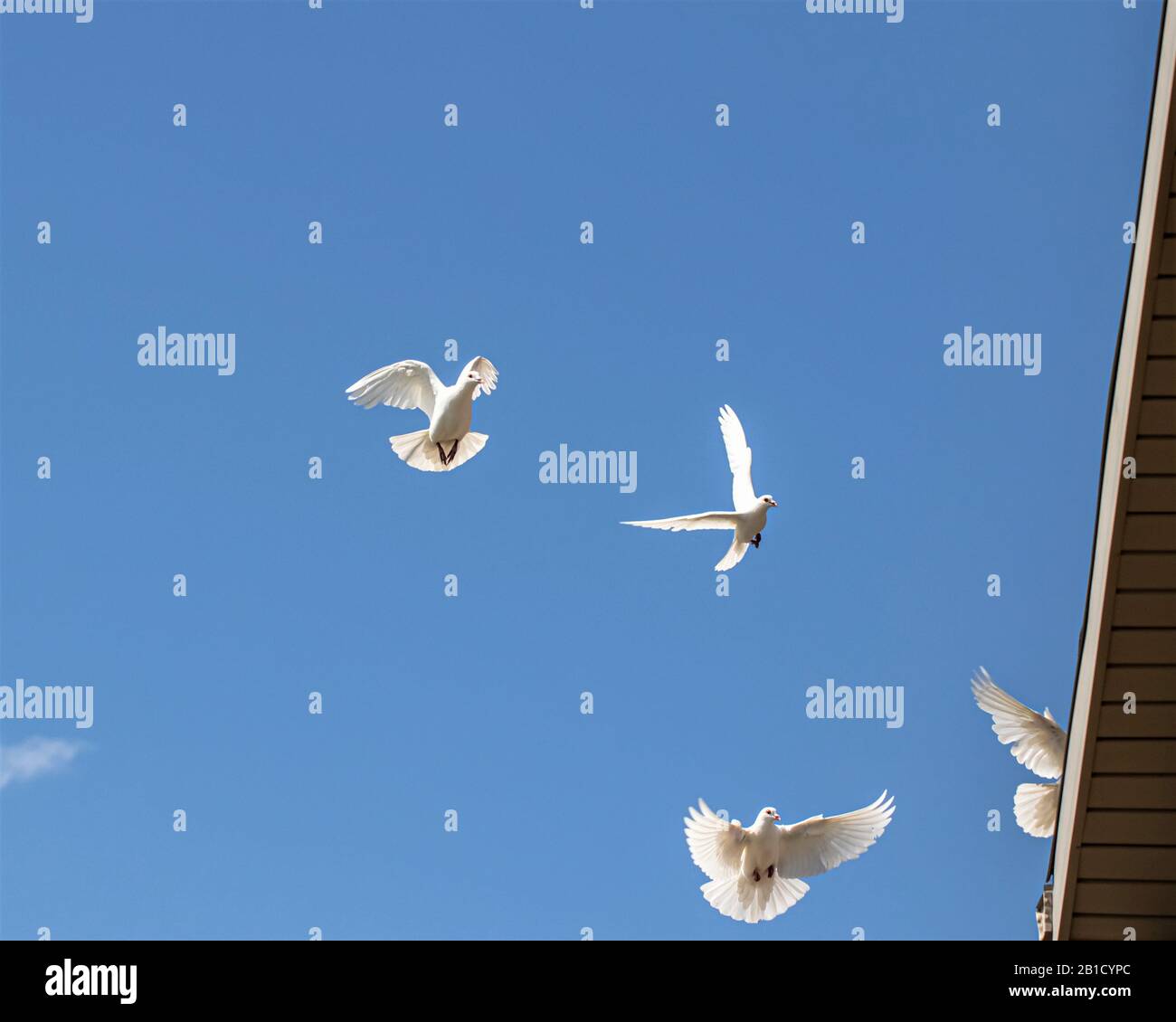 White doves flying in a blue sky Stock Photo - Alamy