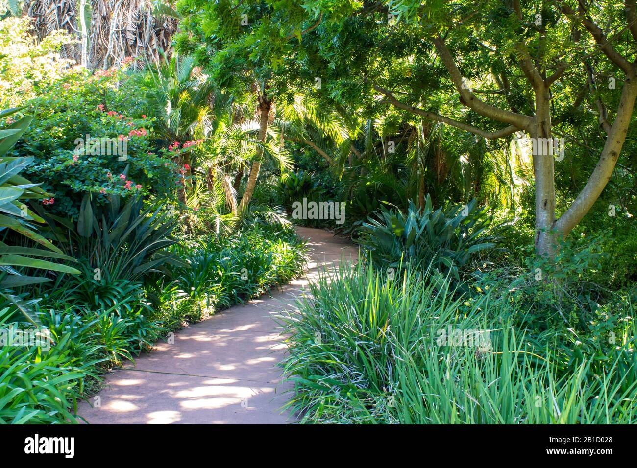 Winding walking pathway through tropical green shrub filled garden, overhanging trees Stock Photo