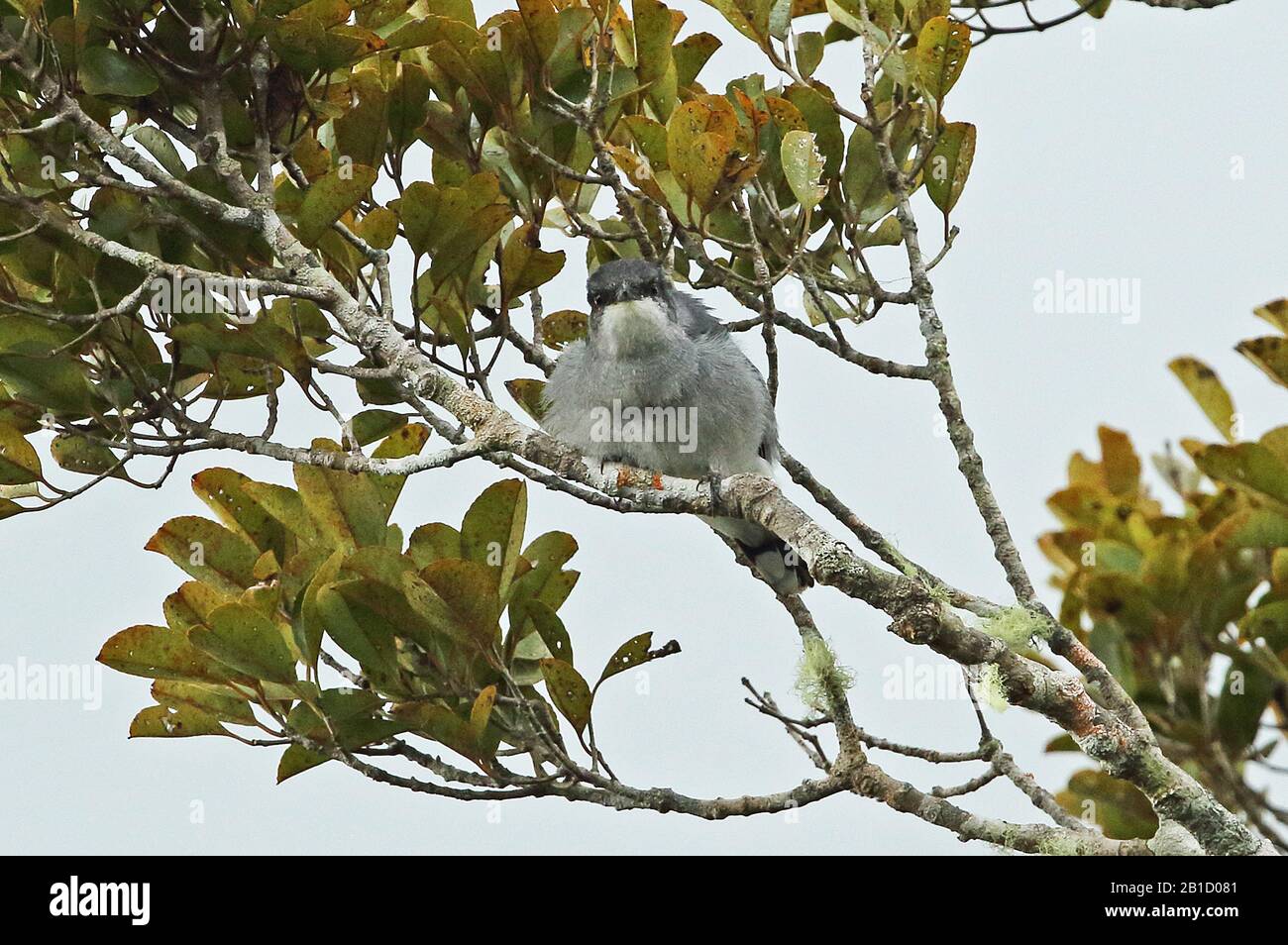 Mauritius Cuckooshrike (Lalage typica) adult male perched on branch, fluffed up in the wind, endemic species  Mauritius                   November Stock Photo