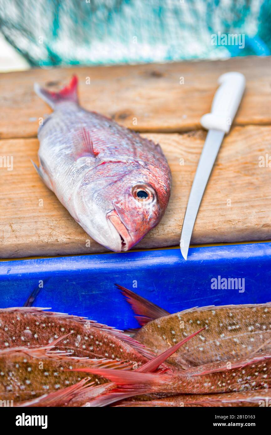 Snapper and filleting knife Stock Photo - Alamy