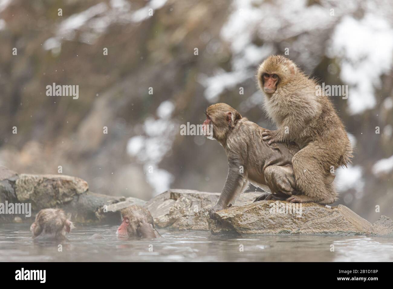 Shimotakai Gun, Japan. 23rd Feb, 2020. Japanese macaques enjoy a hot  spring.Jigokudani Yaen-koen was opened in 1964 and it's known to be the  only place in the world where monkeys bathe in