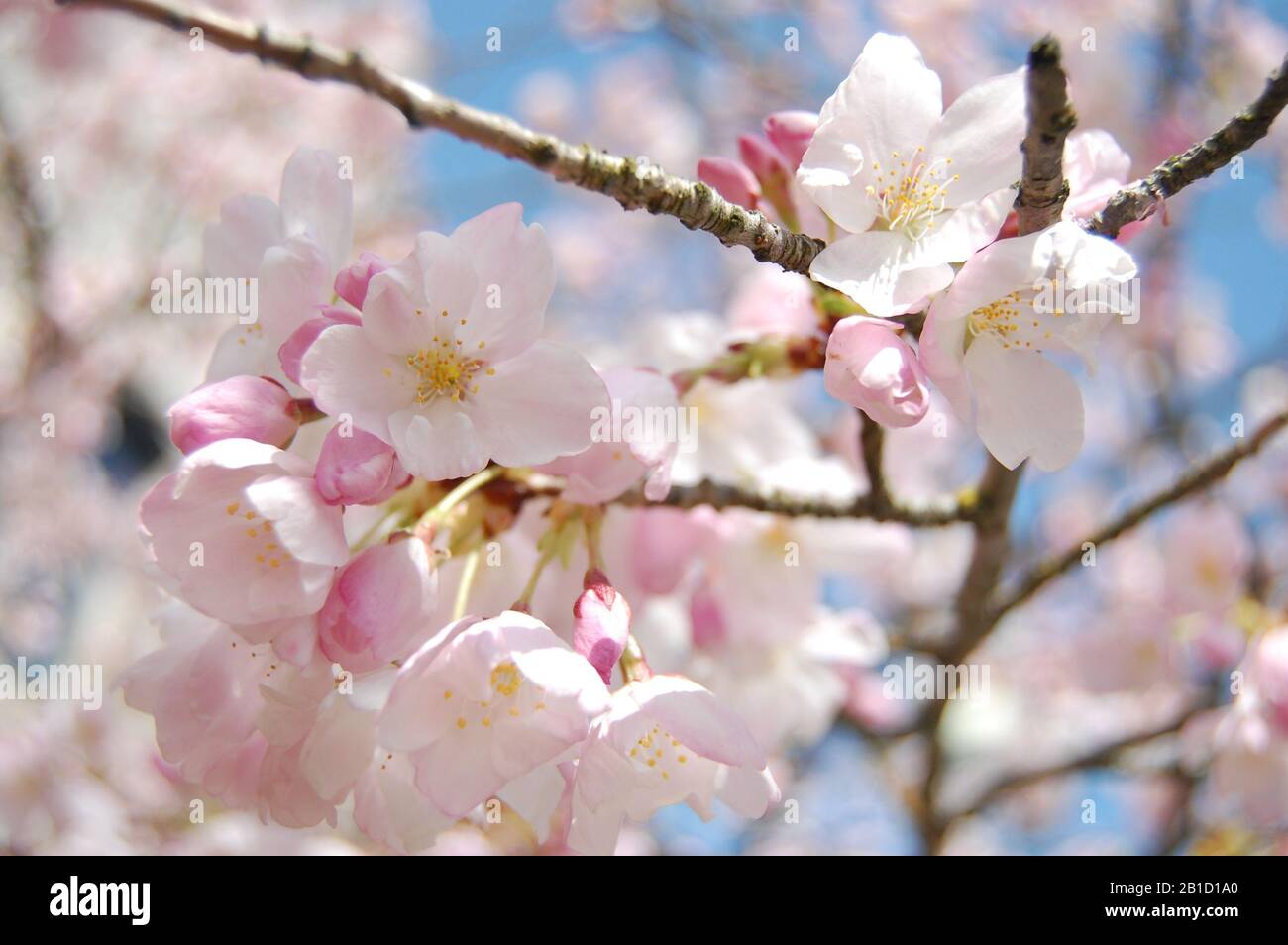 Sakura blossoms close up Stock Photo - Alamy