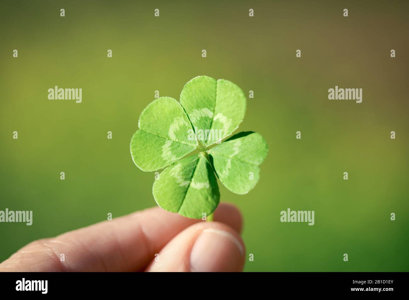 Holding a lucky four leaf clover, good luck shamrock, or lucky charm. Stock Photo