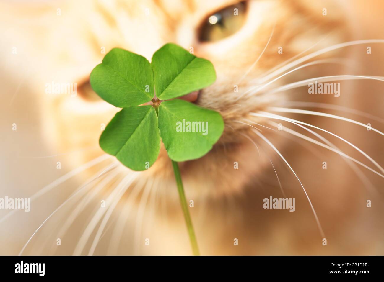 Beautiful orange tabby cat sniffing a lucky four leaf clover. Finding a lucky or special cat concept. Stock Photo
