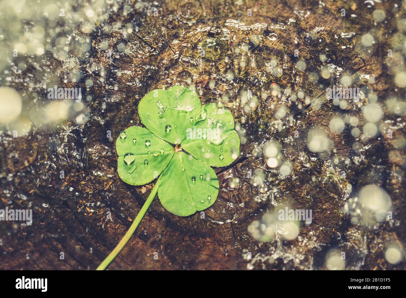 Lucky charm hi-res stock photography and images - Page 2 - Alamy