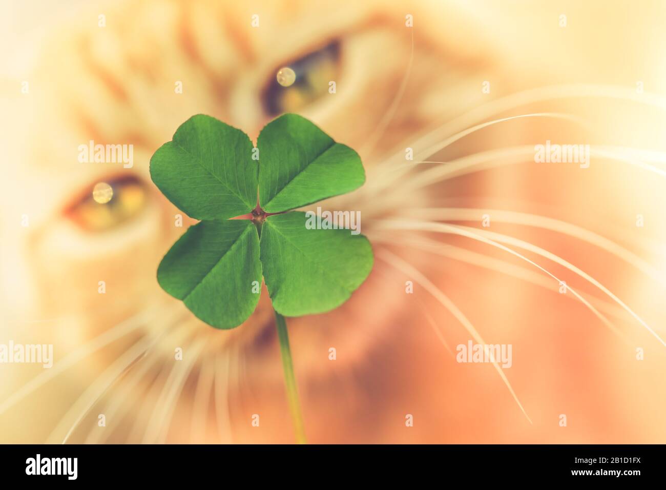 Beautiful orange tabby cat sniffing a lucky four leaf clover. Finding a lucky or special cat concept. Stock Photo