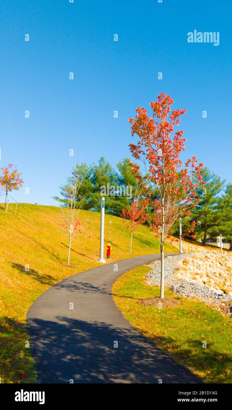 Empty footpath trees in park forest hi-res stock photography and images ...