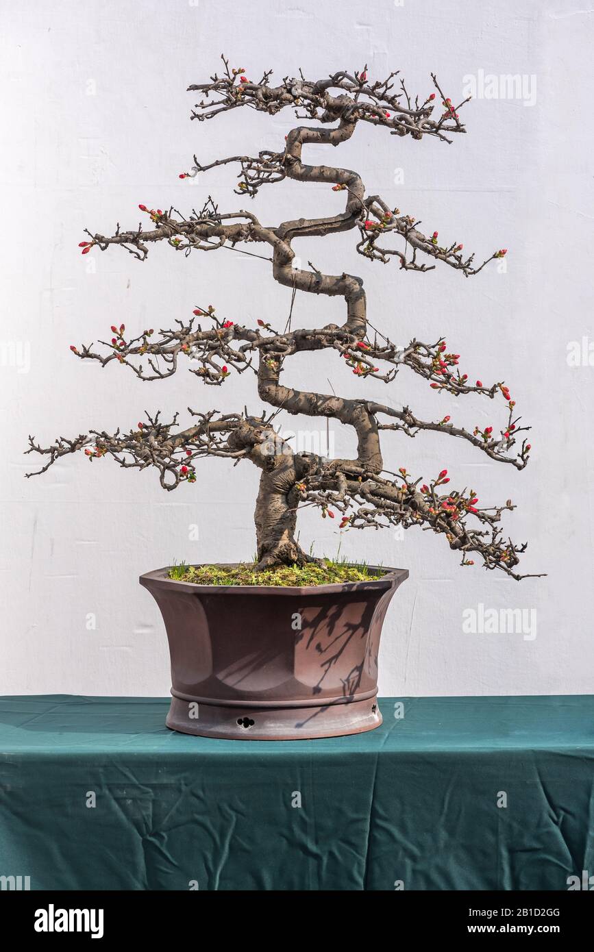 Twisted bonsai tree with red flower against white wall in China Stock Photo