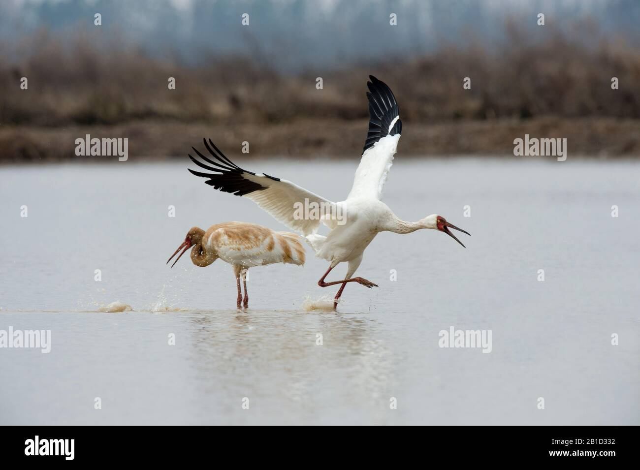 Siberian crane (Leucogeranus leucogeranus) chasing after another crane at Wuxing Farm, Nanchang, in east-central China Stock Photo