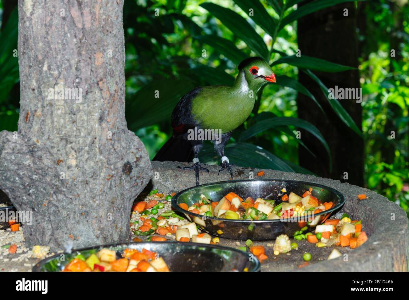 The white-cheeked turaco (Tauraco leucotis) is a species of bird in the family Musophagidae. Stock Photo