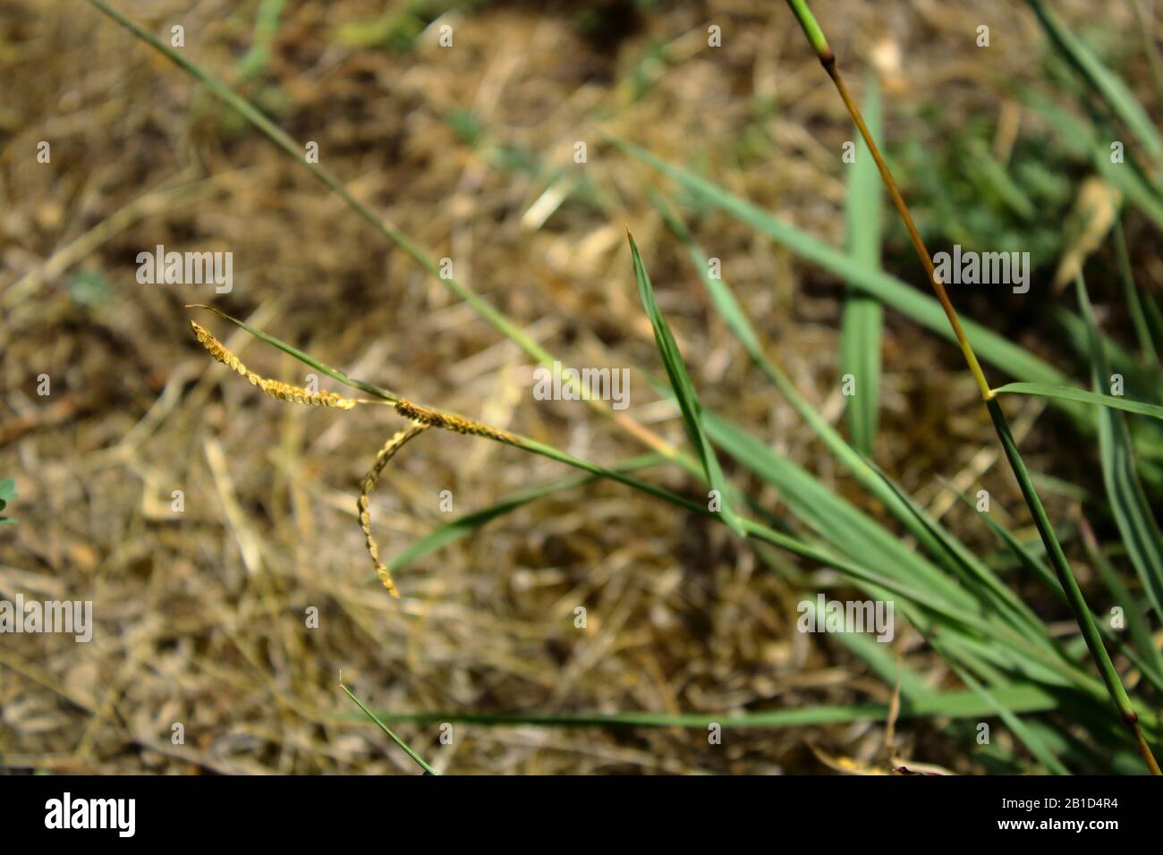 Noxious australian weed hi-res stock photography and images - Alamy