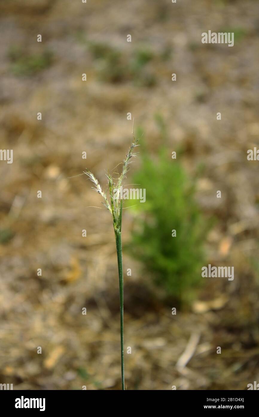 Common australian weed hi-res stock photography and images - Alamy