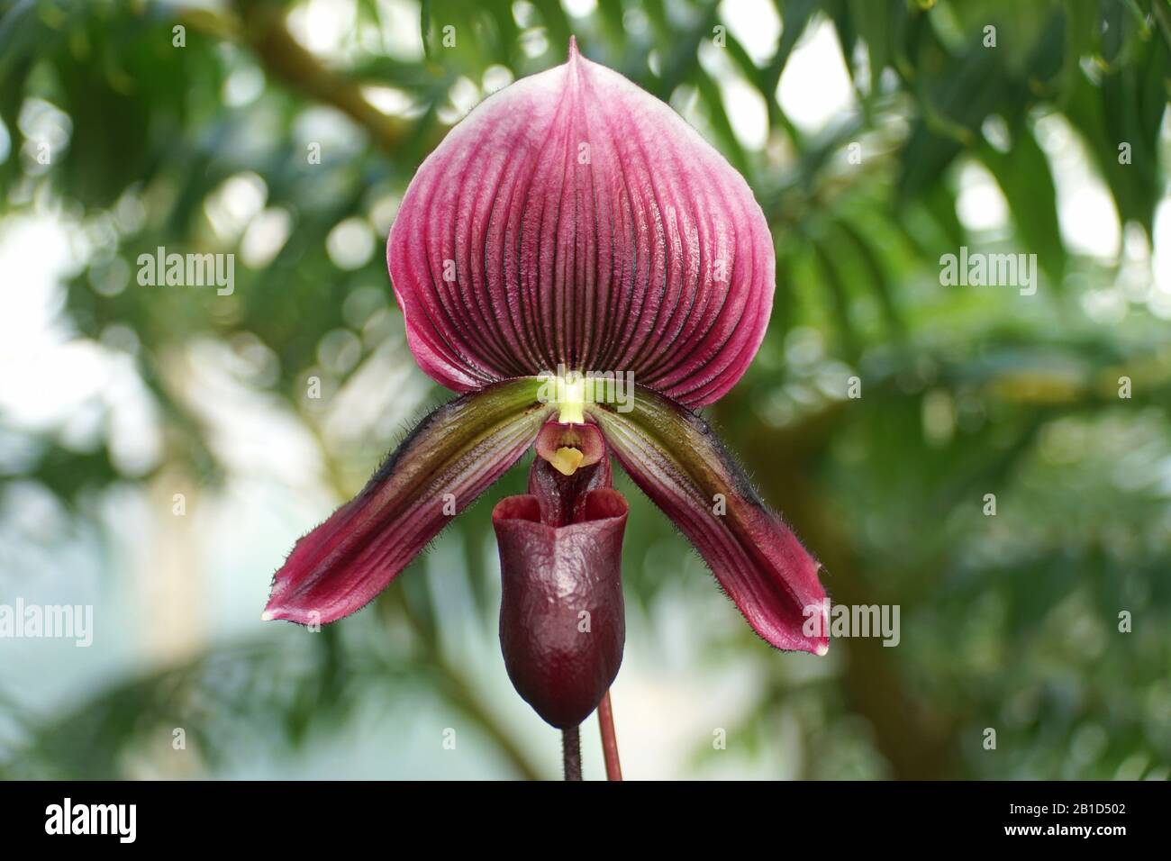Beautiful dark purple paphiopedilum orchid flower Stock Photo