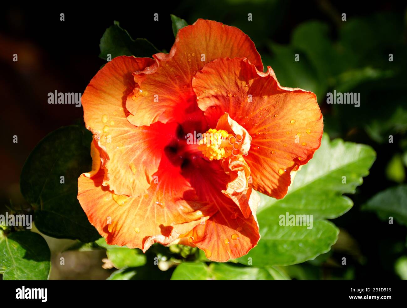 Beautiful flower of Chinese hibiscus 'Orange Truffle' Stock Photo - Alamy