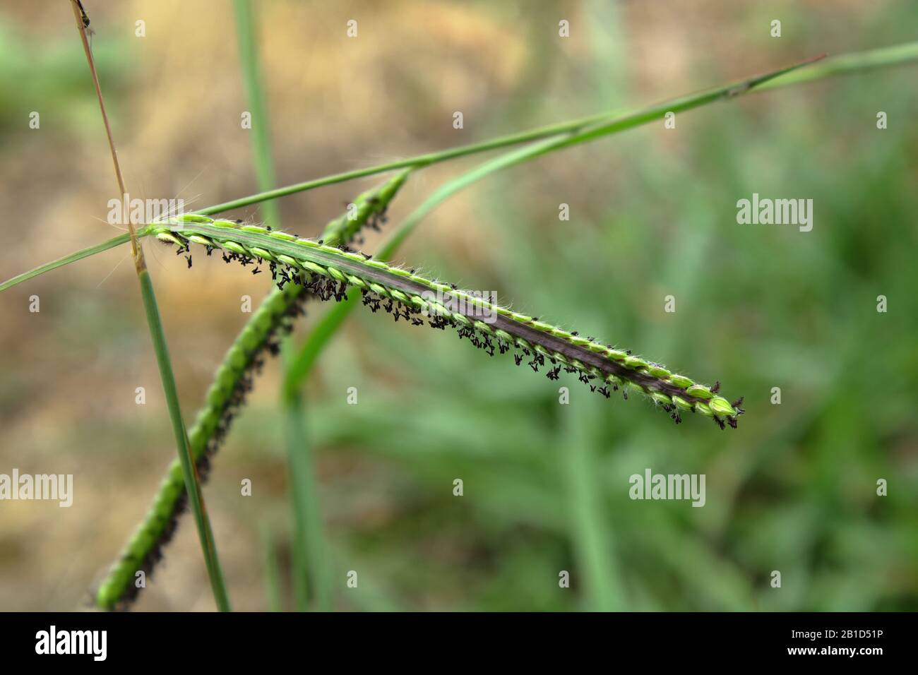 Common signal grass, Urochloa Brizantha- found as a noxious week in Australia, taken in NSW and Victoria. Stock Photo
