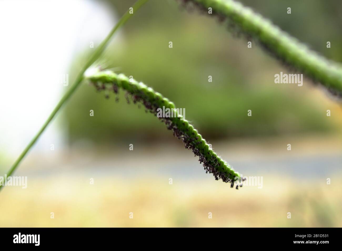 Noxious australian weed hi-res stock photography and images - Alamy