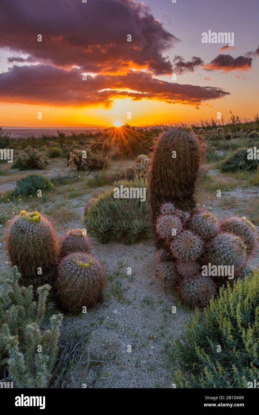 Sunrise, Barrel Cactus, Anza-Borrego Desert State Park, California