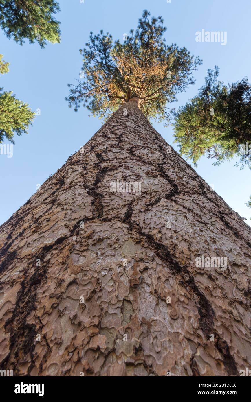 Looking up the trunk of a large Ponderosa pine tree in Oregon's Wallowa Mountains. Stock Photo
