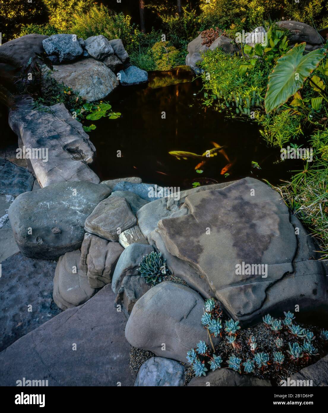 Koi Pond, Fern Canyon Garden, Mill Valley, California Stock Photo