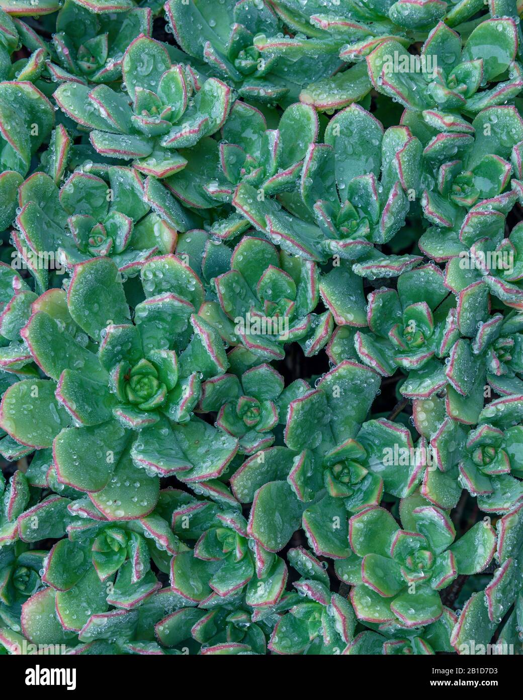 Echeverria, Echeverria Elegans, Fern Canyon Garden, Mill Valley