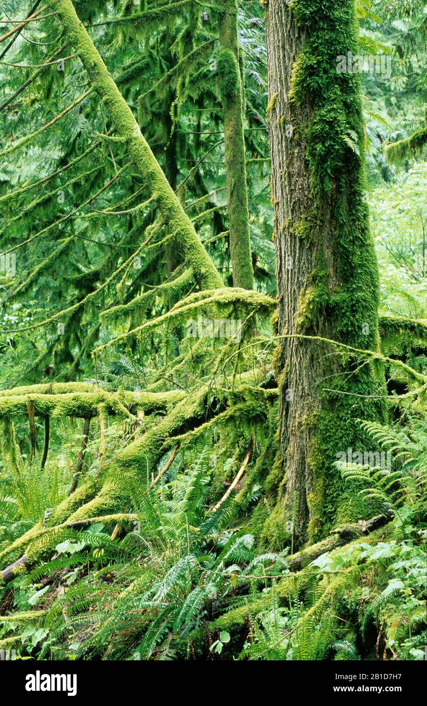 Temperate rain forest, Bridal Veil Falls Provincial Park, British Columbia, Canada Stock Photo