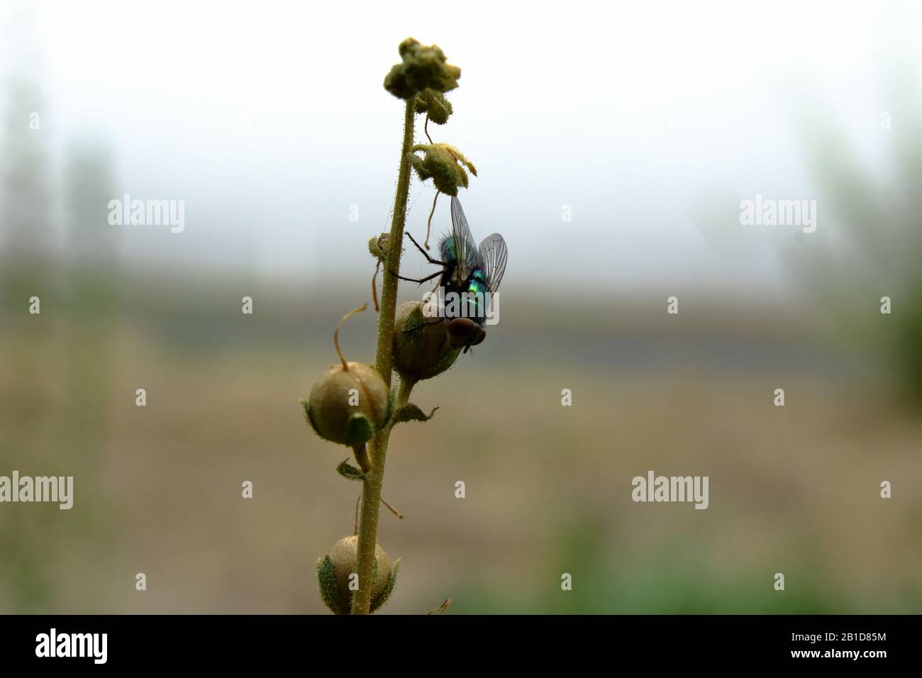 Common, Green bottle fly resting on flower stem. Stock Photo
