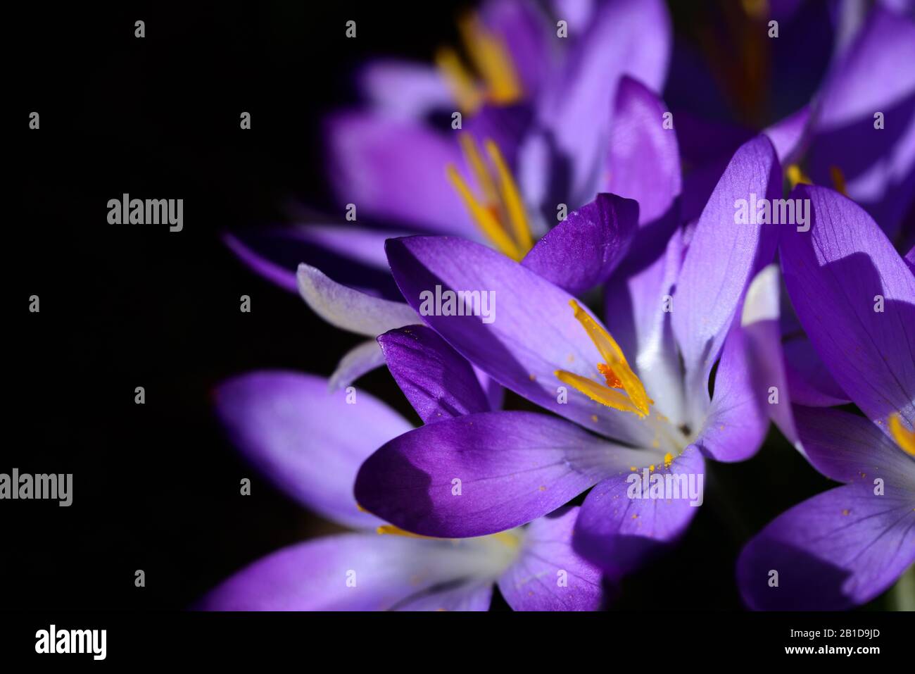 Close-up of purple blooming crocus, with opened petals and dainty seed threads in spring in the early bloom as a harbinger of hope, against a dark bac Stock Photo