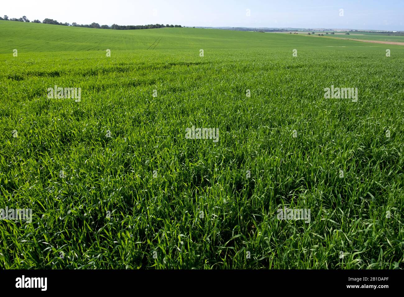 Grain growing in the Negev desert, Israel Stock Photo