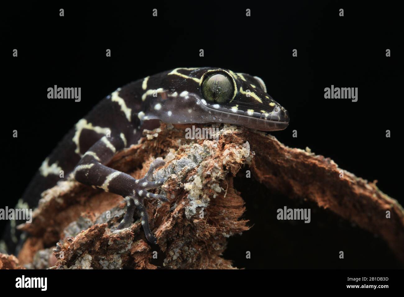 Peter’s Forest Gecko, Cyrtodactylus consobrinus Stock Photo