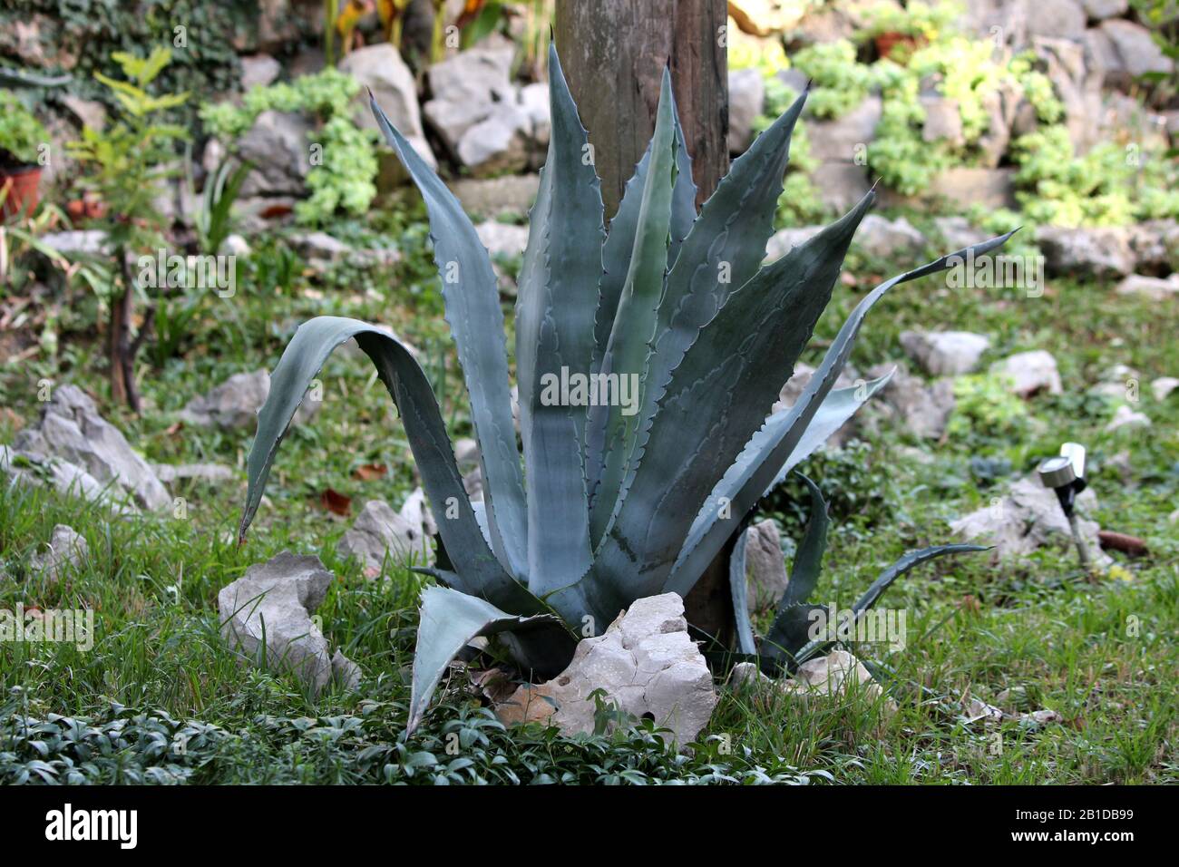 Agave monocot perennial ornamental plant dark green elongated succulent leaves with sharp marginal teeth and extremely sharp terminal spine Stock Photo