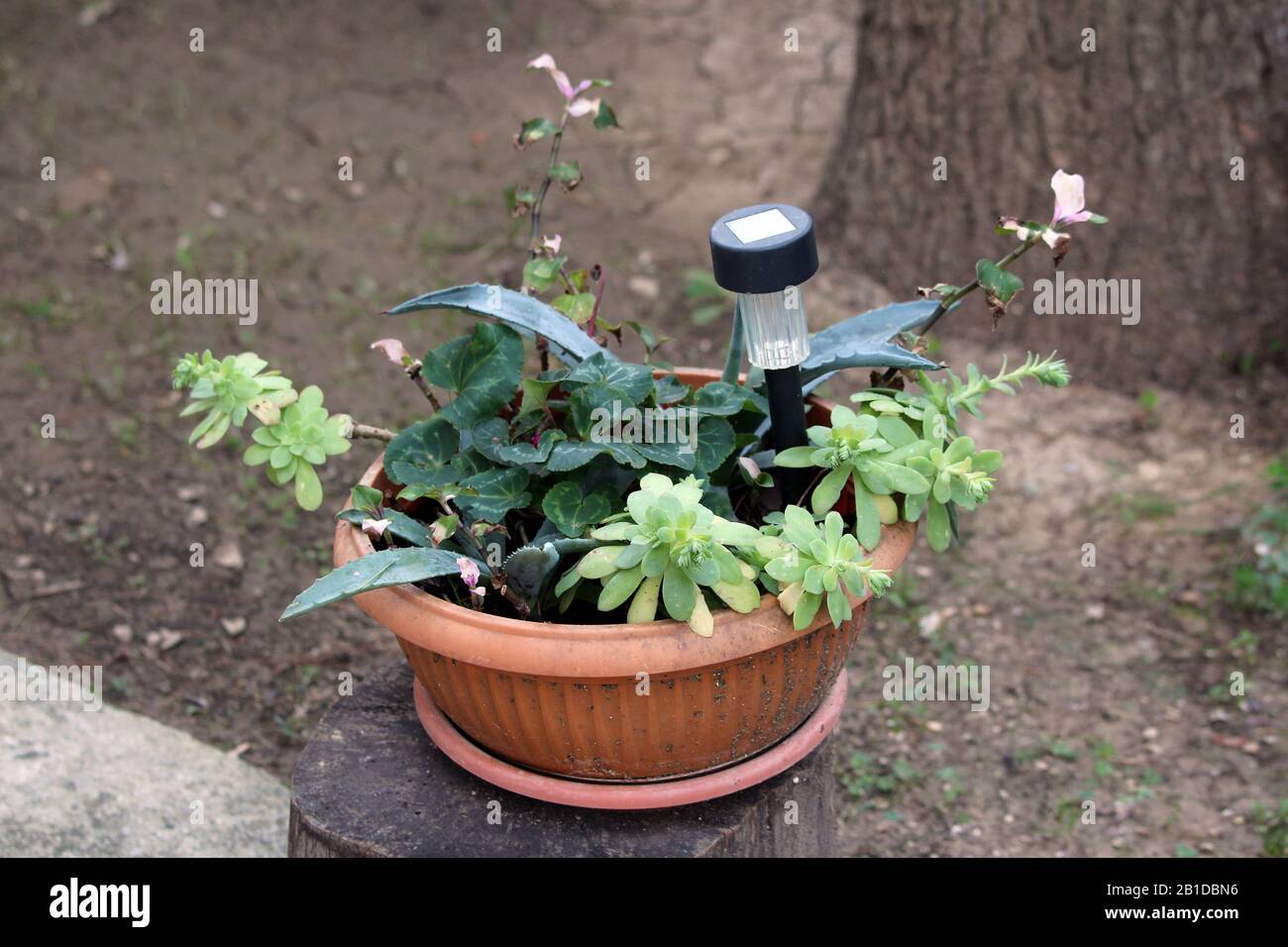 Flower pot filled with decorative garden solar lamp put between Agave monocot perennial ornamental plant mixed with Sedum or Stonecrop hardy perennial Stock Photo