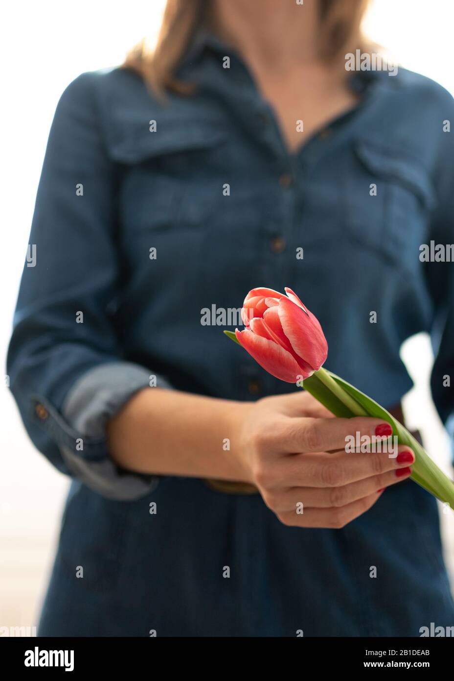 Closeup view of a red, inclined, tulip being held by a middle-aged woman wearing a denim dress. Stock Photo