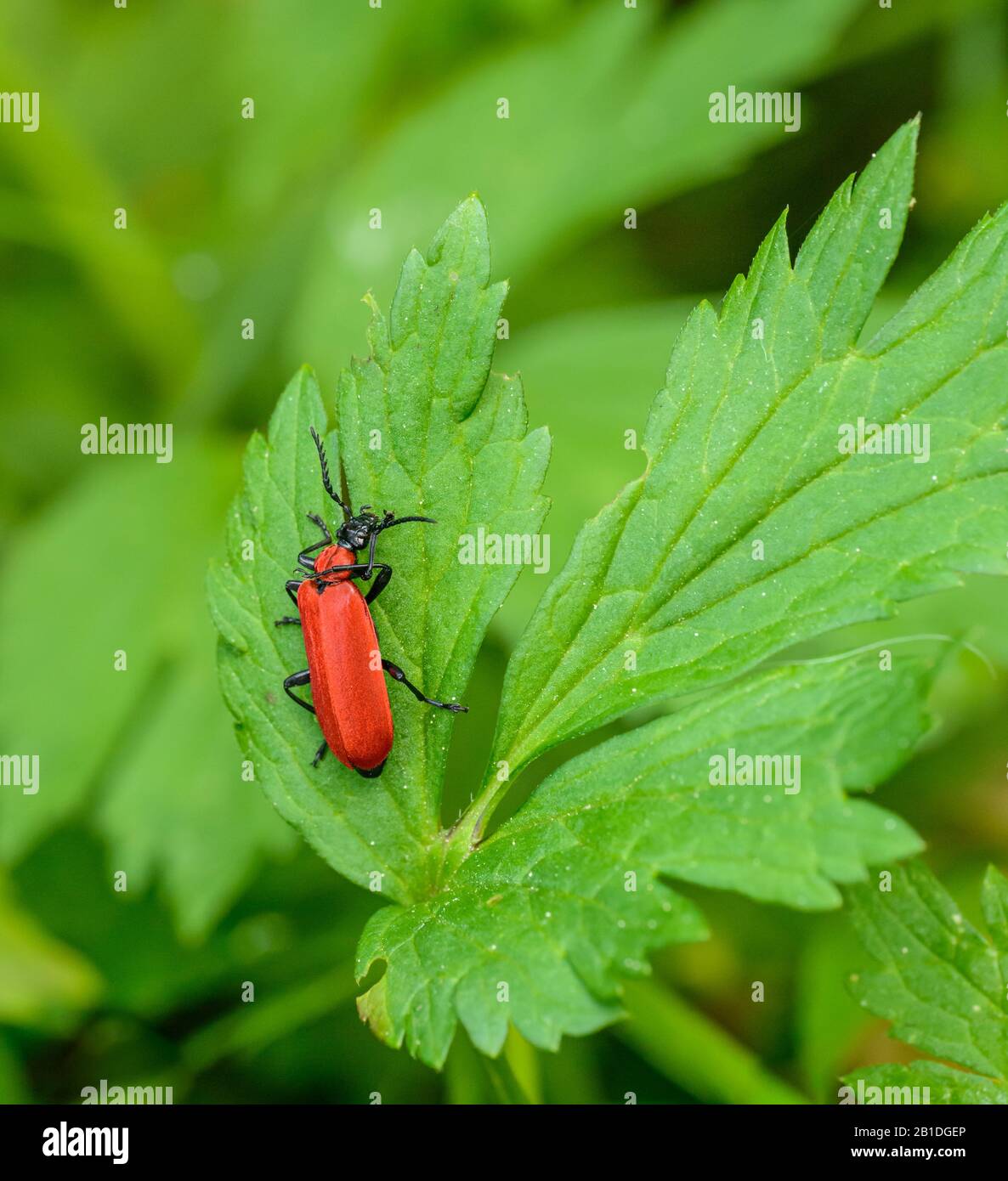 red horn beetle on a leaf, wild Stock Photo