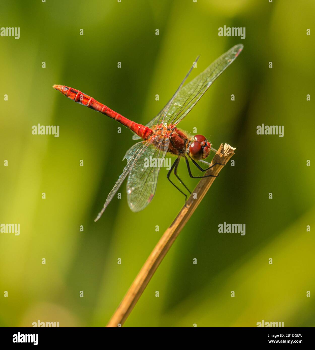 red dragonfly sitting on dry stem, wild Stock Photo