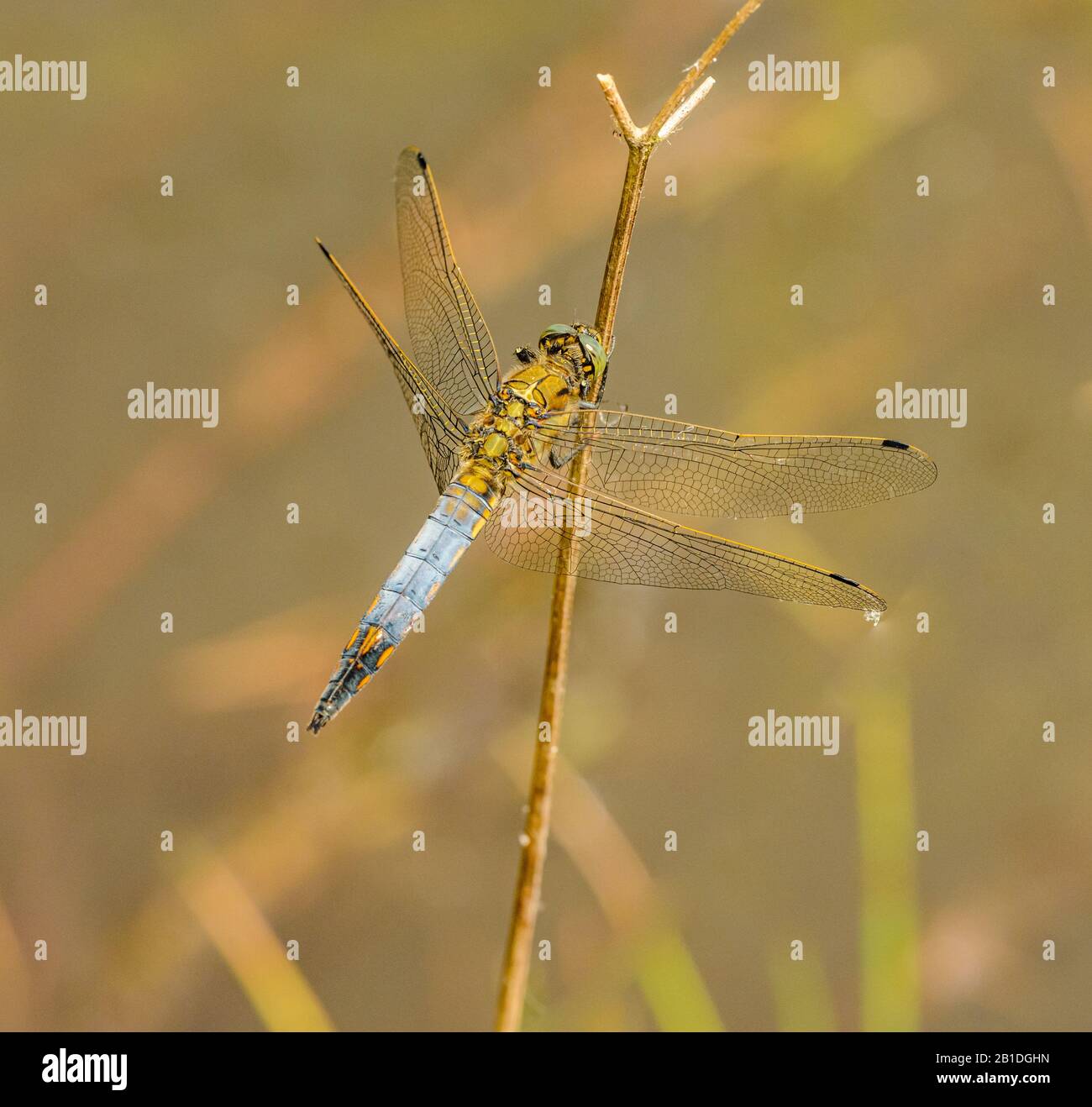 blue grey dragonfly sitting on dry vegetation, wild Stock Photo - Alamy