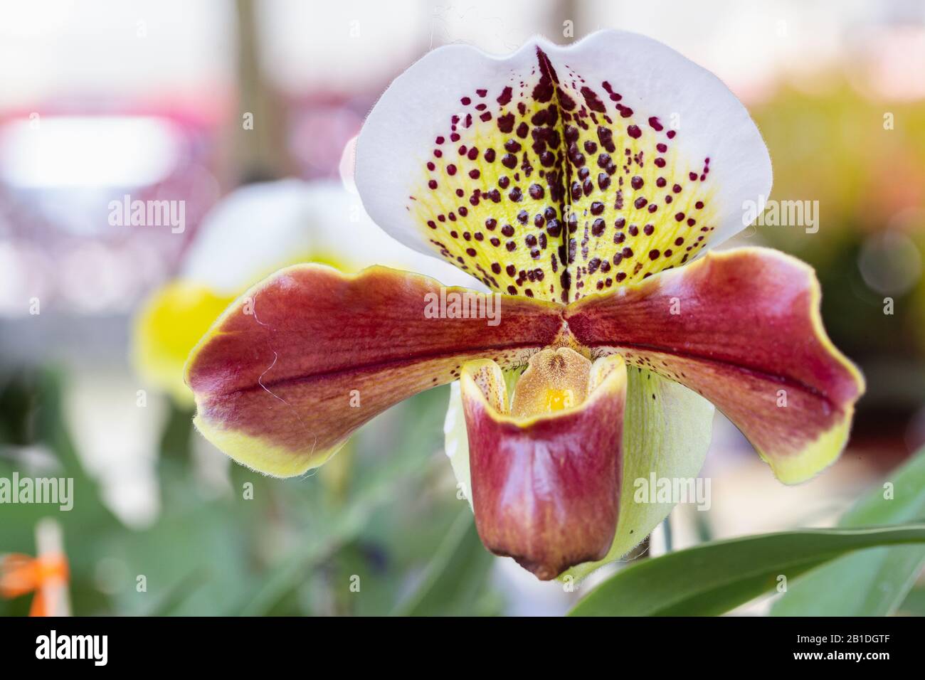 Orchid flower in orchid garden at winter or spring day for postcard beauty and agriculture design. Paphiopedilum Orchidaceae. or Lady's Slipper. Stock Photo
